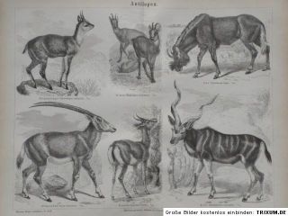 Zoologie   Antilopen, Gnu, Kudu, Holzstich 1874, M3 Xylographie