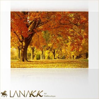 Lana KK edel FotoTapete Modern Natur Bäume Herbst Laubwald orange