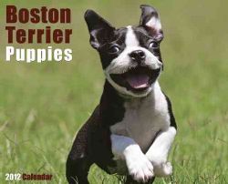 Boston Terrier Puppies 2012 Calendar (Calendar)