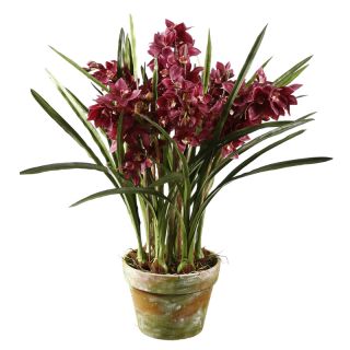 Fuchsia Orchid 47 inch Tall Potted Plant