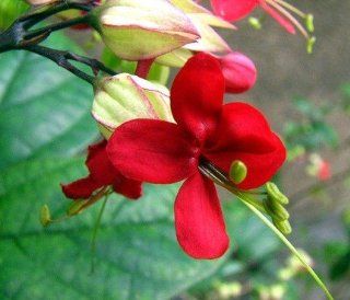 Red Bleeding Heart Vine Plant   Clerodendrum   Indoors/Out