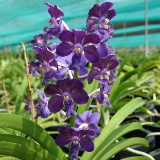 AC171 Orchid Plant Vascostylis Tham Yuen Hae X Broga Bluebell 